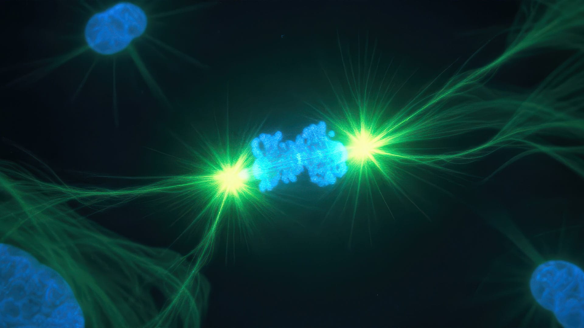 Lung epithelial cell in mitosis
